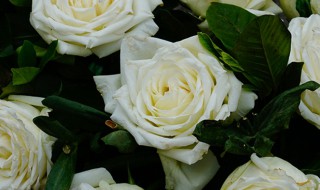 白玫瑰和向日葵的花语是什么 白玫瑰和向日葵寓意着什么