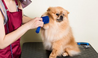 给狗狗使用免洗香波方法（宠物用免洗香波好吗）