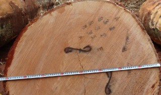 金丝木是什么木 金丝木是什么木材怎么那么便宜呢