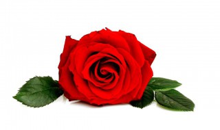送玫瑰花朵数的含义 微信送玫瑰花朵数的含义