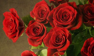 送玫瑰花的含义 送玫瑰花的含义的由来和寓意