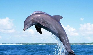 海豚有什么特点 海豚有什么特点和特征
