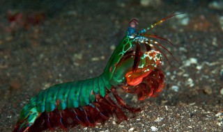 螳螂虾怎么养 螳螂虾怎么养好养