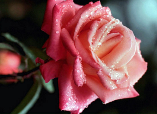 你知道粉红玫瑰代表什么意思吗 粉红玫瑰的花语和传说