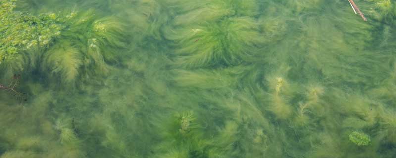 池塘蓝藻的原因及解决办法 池塘有蓝藻怎么回事怎么处理